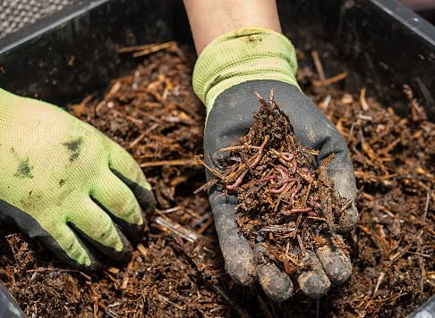 Earthworm compost bin 