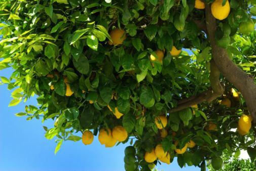 Lemon Tree