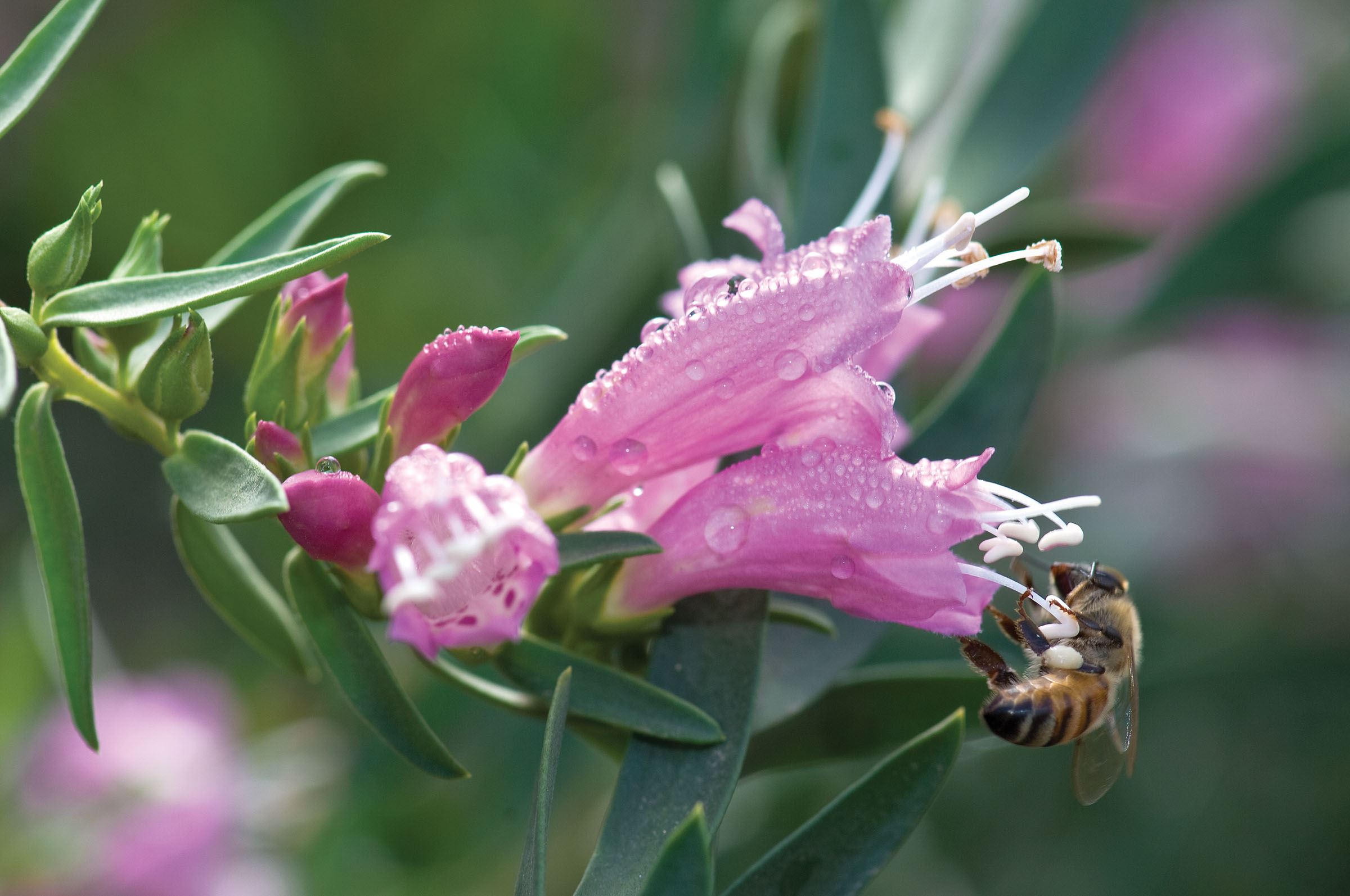 Emu Bush with bee